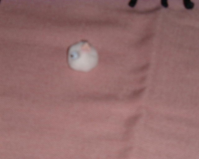 DSCF2062