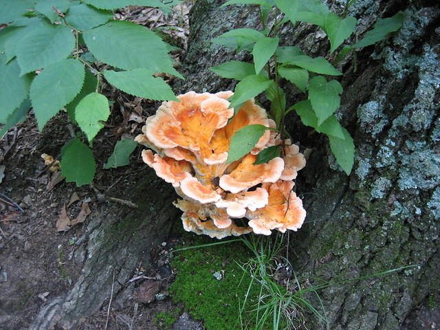 More mushrooms!
