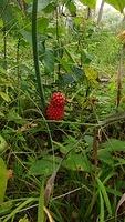 IMG_20170904_111023339
