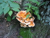 More mushrooms!