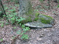 Tree growing out of a rock.